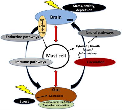 Mast Cells in Gut and Brain and Their Potential Role as an Emerging Therapeutic Target for Neural Diseases